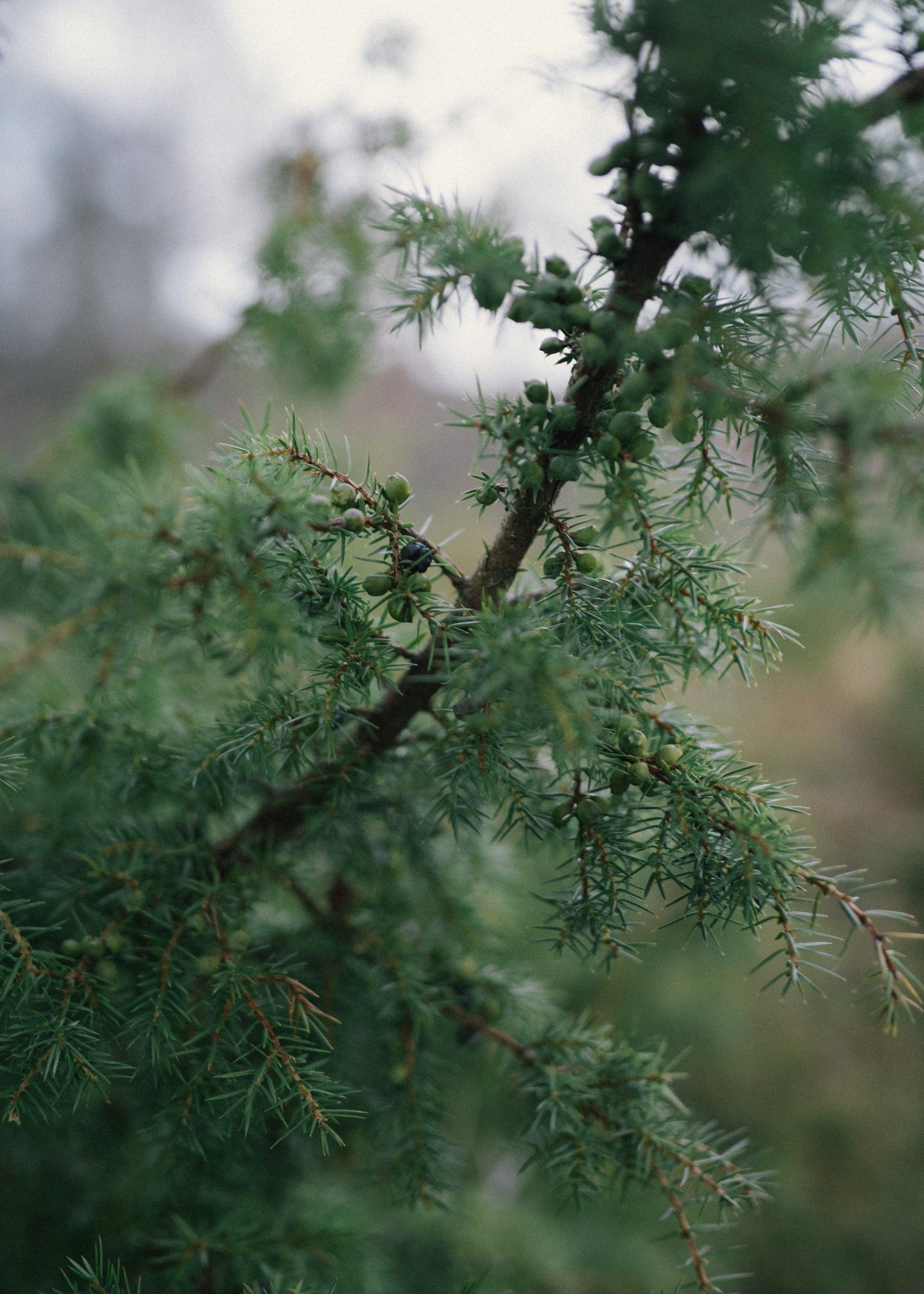 Rain Wood Eau de Parfum 50ml