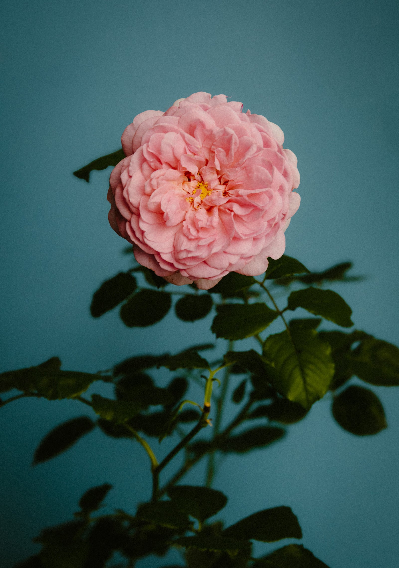 Rose with Insect Eau de Parfum 50ML