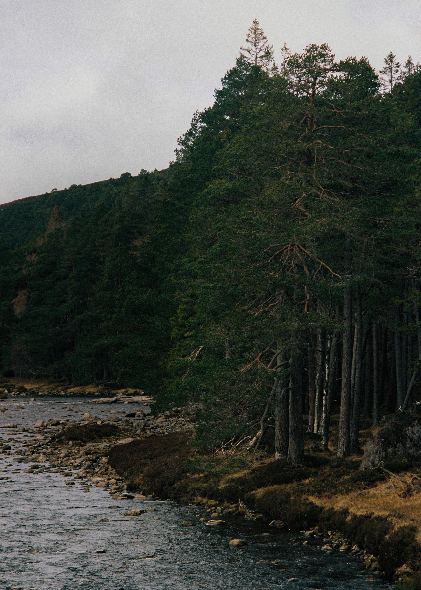 Rain Wood Hand Wash 500ml