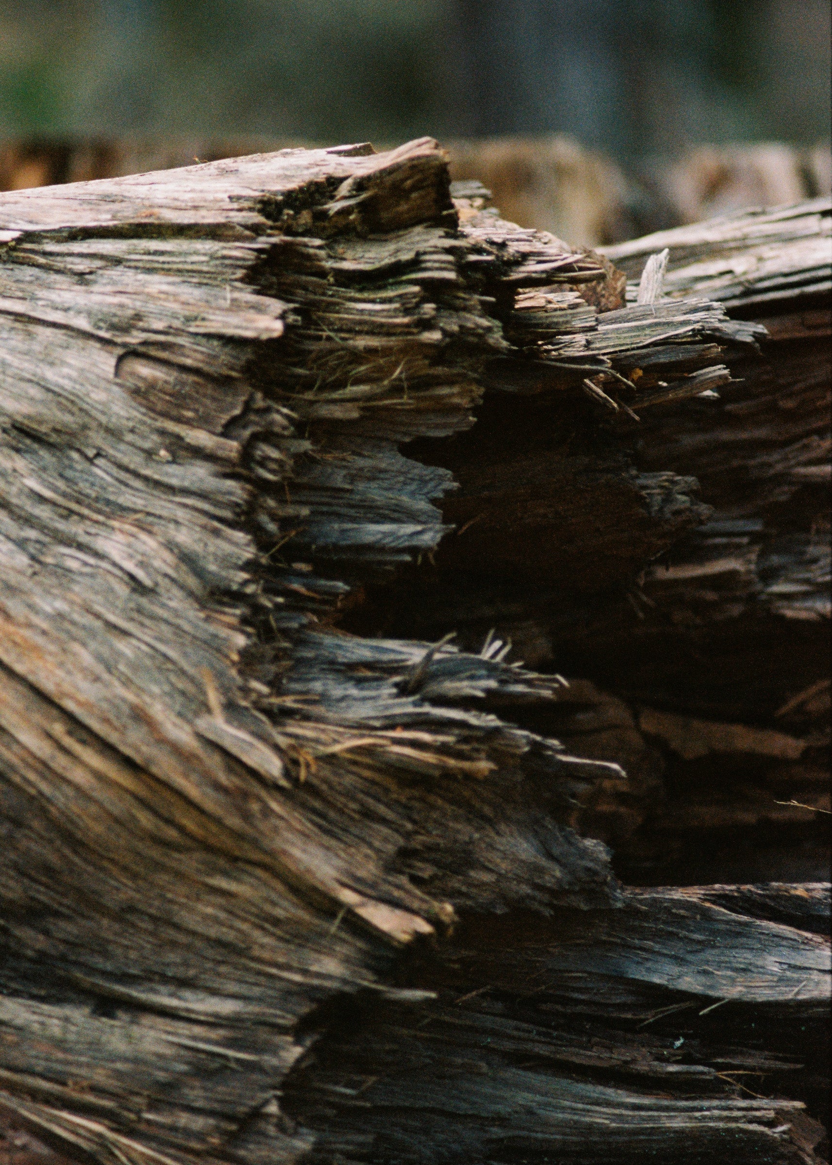 Rain Wood Eau de Parfum 50ml