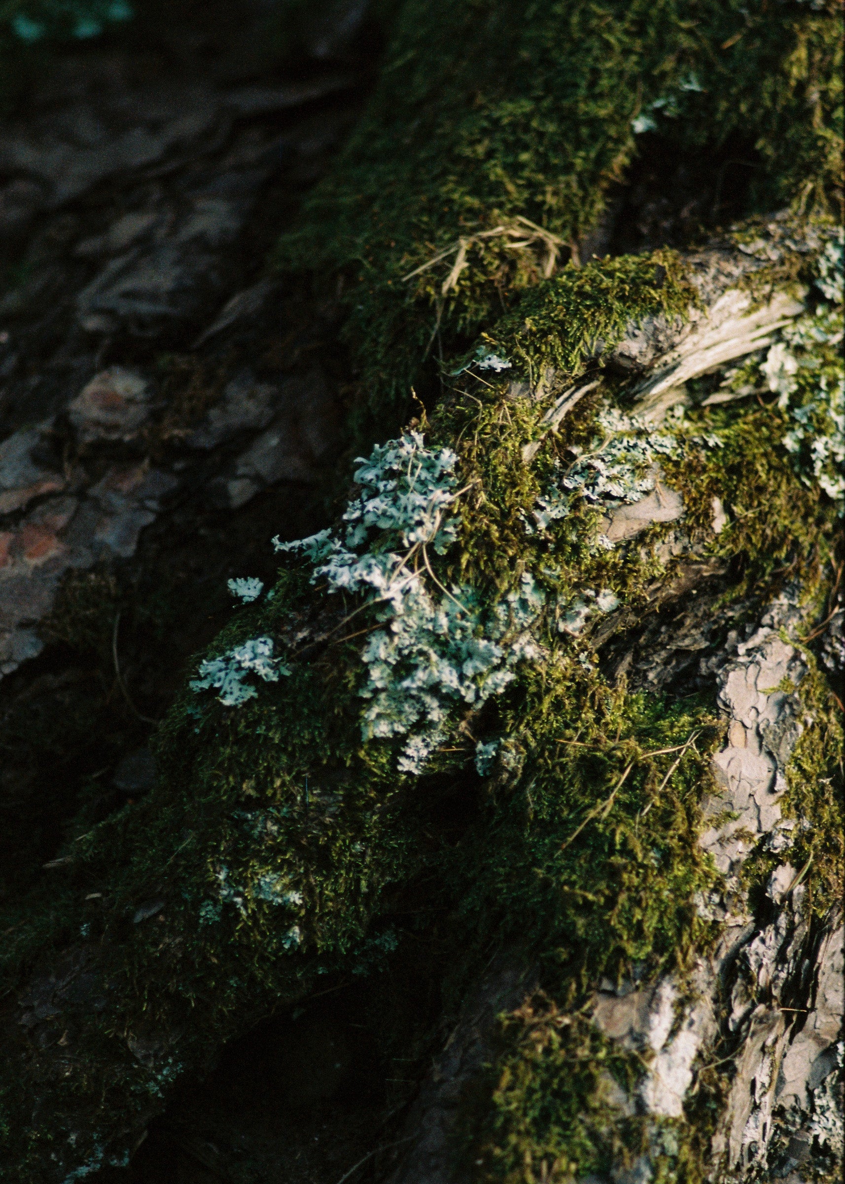 Rain Wood Body Lotion 500ml