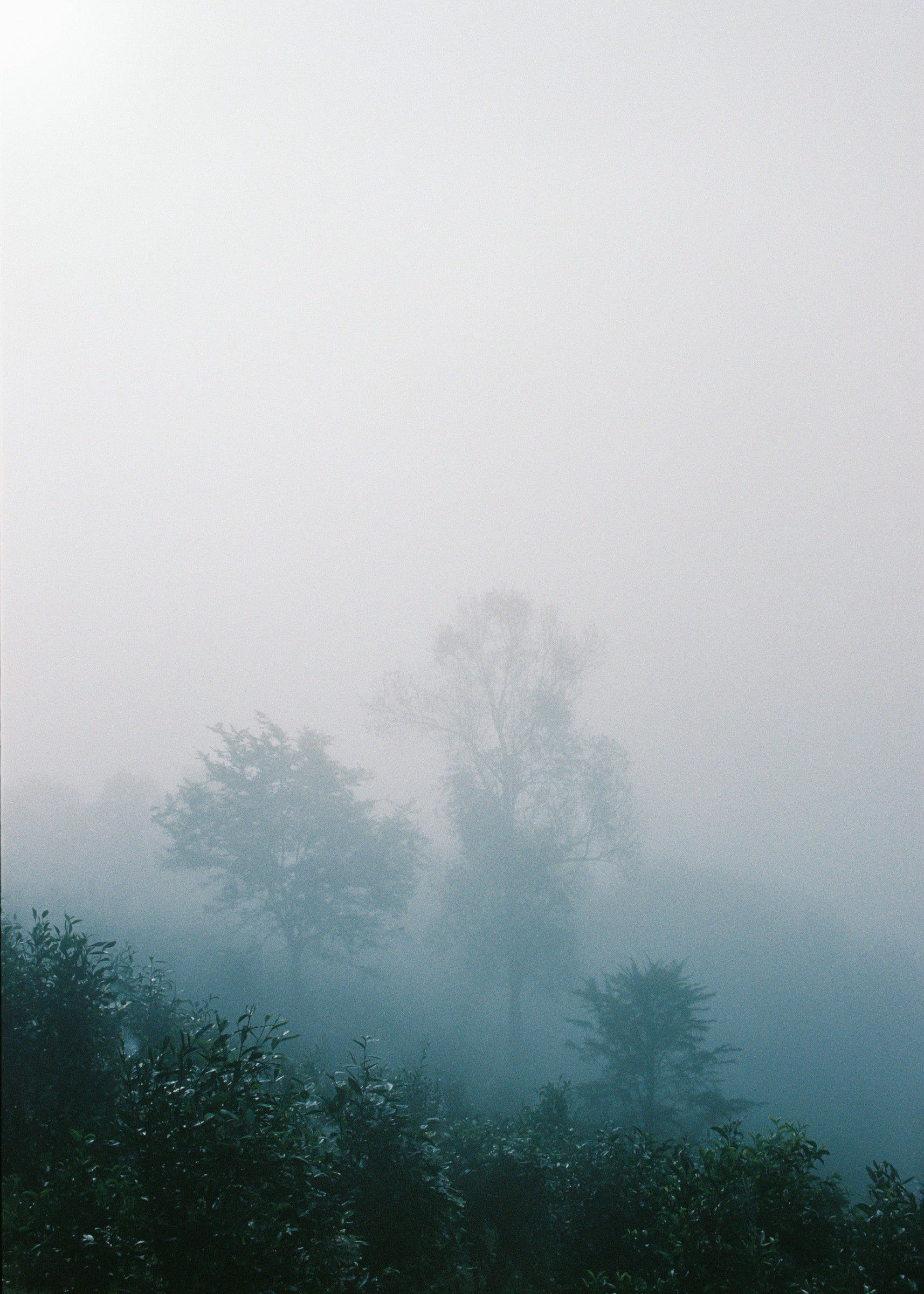 Steam Eau de Parfum 50ml