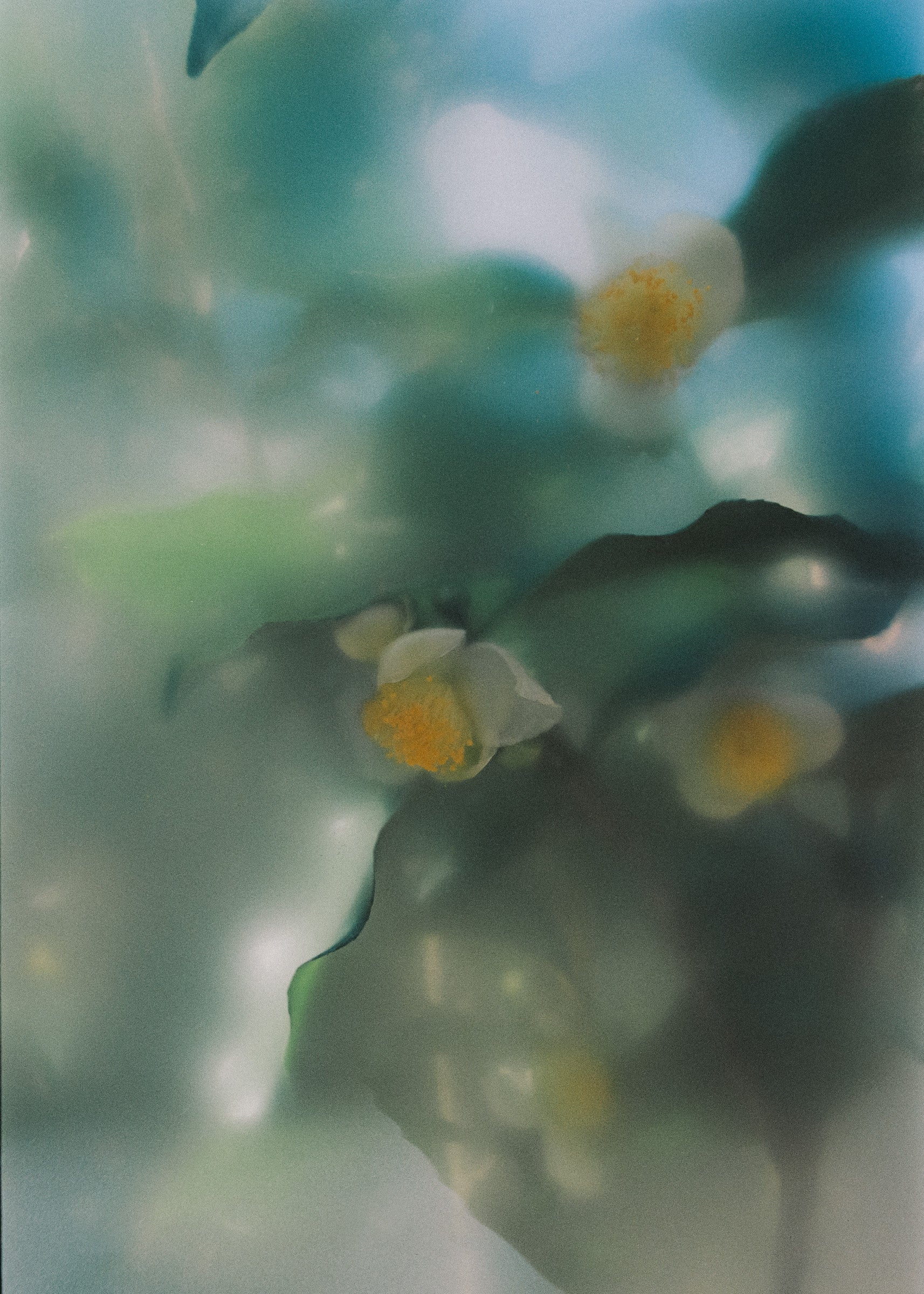 Steam Eau de Parfum 50ml