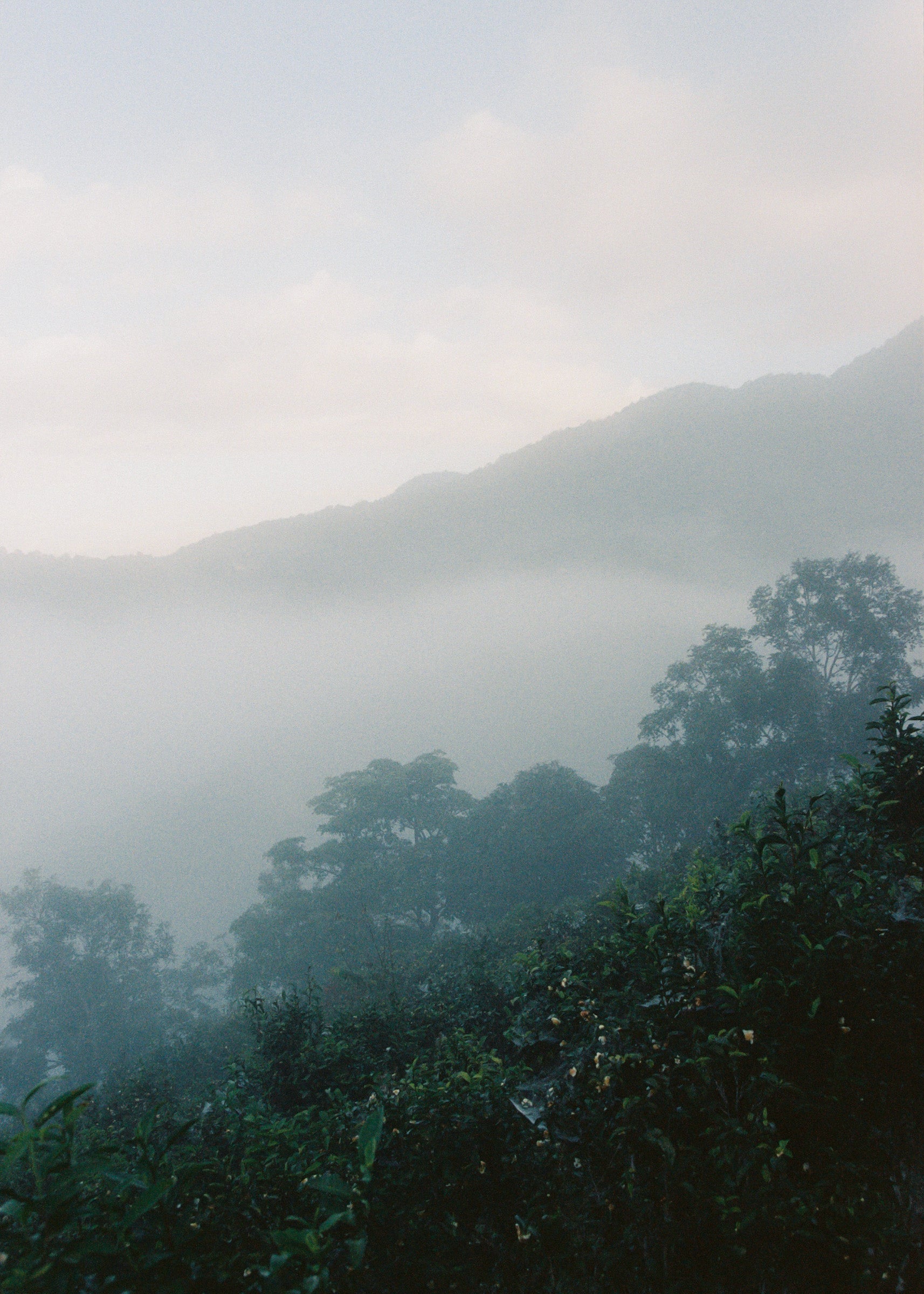 Steam Eau de Parfum 50ml